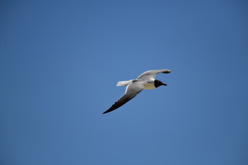Obraz premium seabird flying on a sunny day at a beach