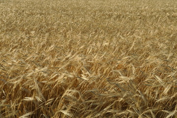 Champs de céréales blondi au soleil avant la moisson.
