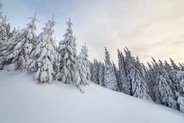 Beautiful winter mountain landscape. Tall spruce trees covered with snow in winter forest and cloudy sky background.