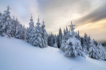 Beautiful winter mountain landscape. Tall dark green spruce trees covered with snow on mountain peaks and cloudy sky background.