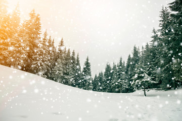 Obraz premium Fairy tale winter landscape. Pine trees with snow and frost on mountain slope lit by bright sun rays on blue sky and falling snowflakes copy space background. Happy New Year and merry Christmas card.