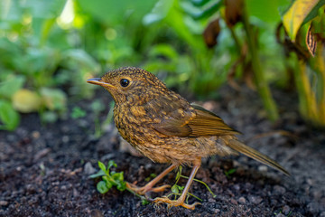 Junges Vogelküken im Garten