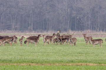 Damwild