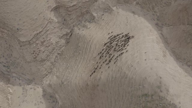 Drone flies over the barren moon landscape of the Israeli desert Negev. Cattle drive in the lifeless desert