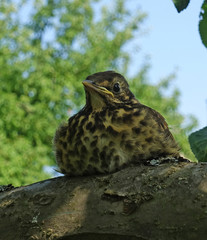 Nestling Graybird sitting on a tree close up