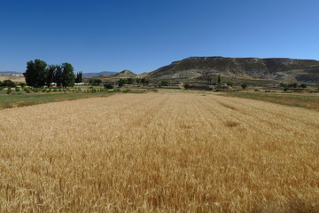 Champs  de c&eacute;r&eacute;ales dans un paysage montagneux. Espagne.