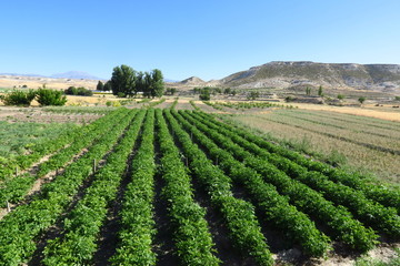 Potager sur sol aride. Espagne, Europe.