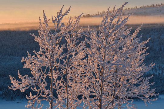 Boreal forest in mid winter colours in -39 degrees C, in Jukkasj&auml;rvi, Lapland, Laponia, Norrbotten county, Sweden
