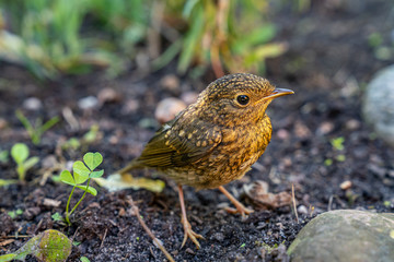 Junges Vogelküken im Garten