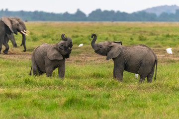 Naklejka na ściany i meble Two young elephants playing together in Africa