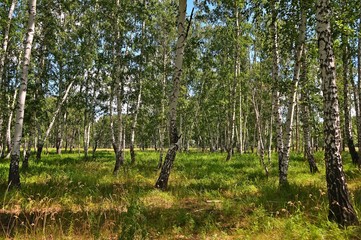 Fototapeta premium trees in the forest