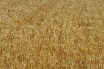 Épis de blés blonds dans un champ. 