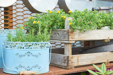 Rosemary herb growing in blue painted metal bucket in vintage style and wooden box as flowerbed. Garden decoration. Retro flower pots
