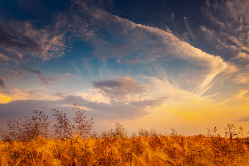 Fototapeta na wymiar Dry wheat field with dramatic sky, drought condintions with heat