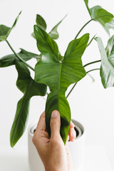 Women's hand touch the leaf of the houseplant on a white background, minimal modern houseplant care...