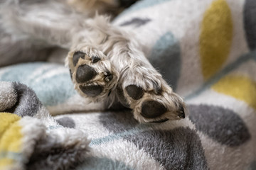 Paws of a miniature schnauzer sleeping on top of the armchair