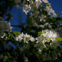 Apple trees flowers. the seed-bearing part of a plant, consisting of reproductive organs that are typically surrounded by a brightly colored corolla from petals