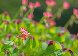 Glücksklee, Oxalis tetraphylla