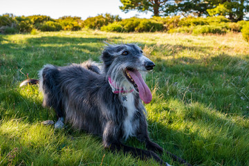 Portrait of greyhound in grass
