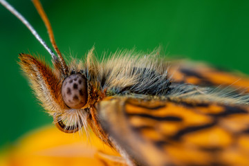 Argynnis aglaja butterfly on flower close up