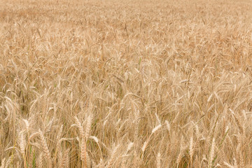 Gold wheat field on a cloudy day. Golden ears. Rural scene. Shallow depth of field