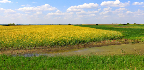 Naklejka premium Flowering canola field with clouds and blue sky