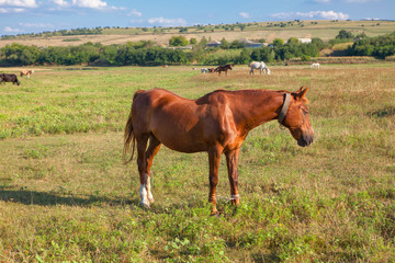 brown horse grazing on the grassland ,rustic scenery with domestic animals