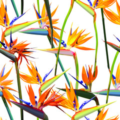 Seamless background with Strelitzia Reginae orange tropical flower. Vector illustration, EPS 10