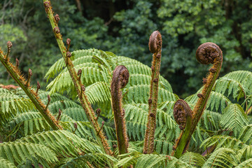 Park Natural dos Caldeiroes in the north of Sao Miguel Island over the Atlantic, Azores