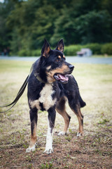 German shepherd dog on grass