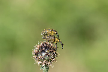 Rüssel Käfer