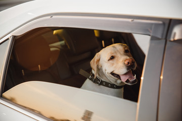 Dog labrador retriever alone is locked in car in heat, window is open. Concept wait travel