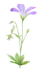 Fototapeta na wymiar Botanical watercolor illustration of lilac geranium flowers isolated on white background.
