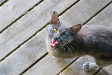 The cat looks at us with a request and meows