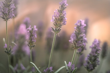 Lavendel im Licht, Bokeh
