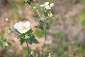 外に椿の花が咲いている日本の花きれい