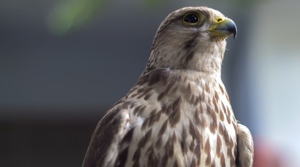 Wild buzzard with defocused background