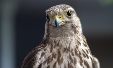 Wild buzzard with defocused background