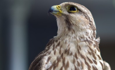 Wild buzzard with defocused background
