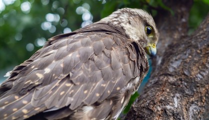 Wild buzzard with defocused background