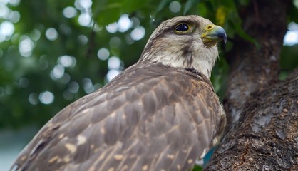 Fototapeta premium Wild buzzard with defocused background
