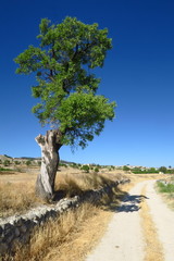 Vieil amandier au tronc noueux au bord du chemin de terre.