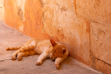 ockerfarbene Katze liegt vor ockerfarbener Wand im Schatten und schläft