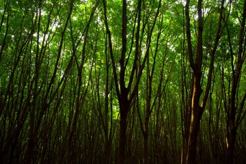 Fototapeta na wymiar rubber tree branch in nature