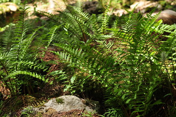 fougères en forêt en été