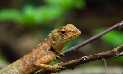 chameleon looking in nature in thailand