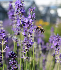 bee ready to land