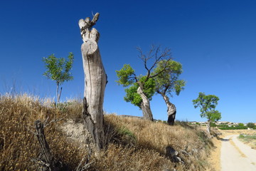 Tronc de vieil arbre mort coupé au bord du chemin.