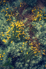 Craspedia , billy buttons flowers in garden background
