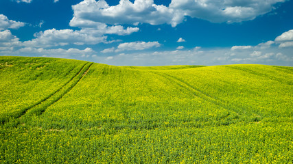 Naklejka premium Blooming rape fields in sunny day, aerial view of Poland